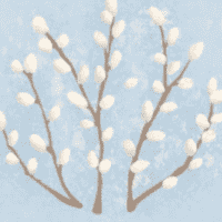 Cat-tail Willow