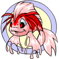 Koi