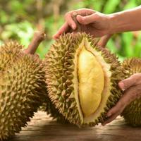 Durian