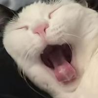 Yawning Cat