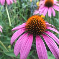 Coneflower (Echinacea purpurea)