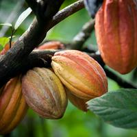 Cacao