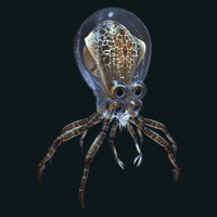 Crabsquid