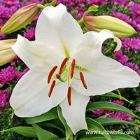 Casablanca Lily