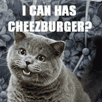 I can has cheezburger?