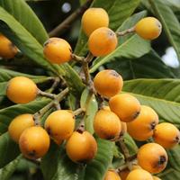 Loquat