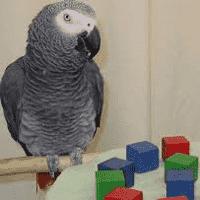 ALEX the African Grey Parrot