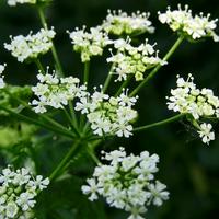 Conium maculatum