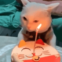 Confused cat at her birthday