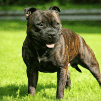 Pit Bull, Staffordshire Bull Terrier
