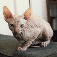 Sphynx Cat "Bingus"