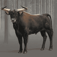 Aurochs