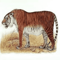 Caspian Tiger Personality Type, MBTI - Which Personality?