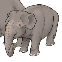 Dwarf elephant