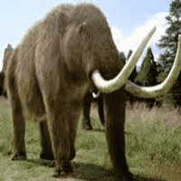 American Mastodon