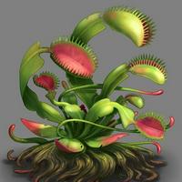Venus flytrap