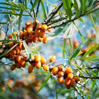 Sea Buckthorn Berry (Чацаргана)