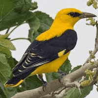 Eurasian Golden Oriole