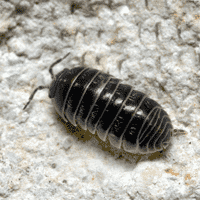 Pill Bug (Roly-poly)