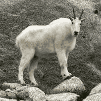 Mountain Goat