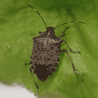 Stink Bug