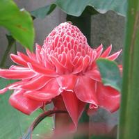 Torch ginger