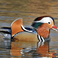 Mandarin Duck