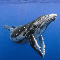 Humpback Whale