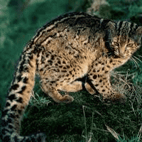 Marbled Cat