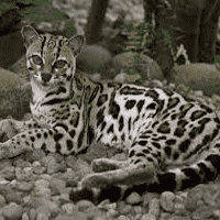 Margay