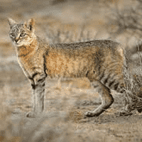 African Wildcat