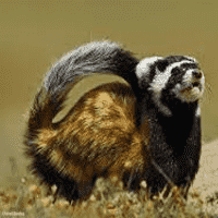 Marbled Polecat