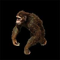 Furious the Monkey Boy