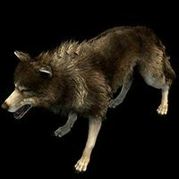 Wolf
