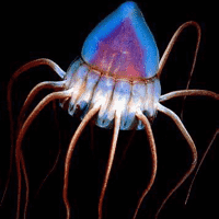 Helmet Jellyfish (Periphylla periphylla)