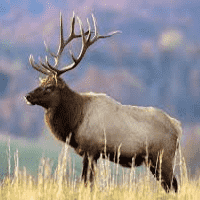 Elk