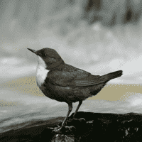 White-Throated Dipper