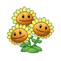 Triplet Sunflower