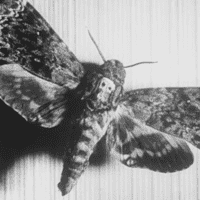 Death-Head's Moth