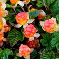 Cloudberry