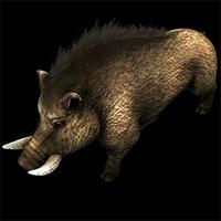 Javelina