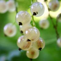 White currant