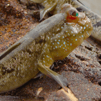 Mudskipper