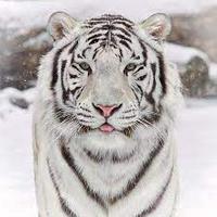 Snow Tigers