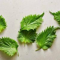 Shiso leaves