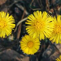 Coltsfoot
