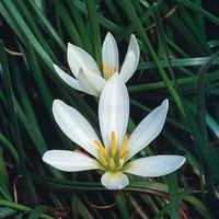 Rainflower