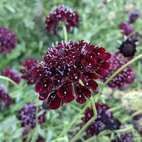 Scabius