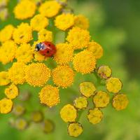 Tansy