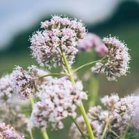 Valerian